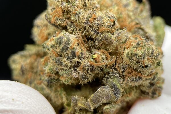 Comprar CBD Online vs Tienda Física: Por Qué Internet Gana en 2025