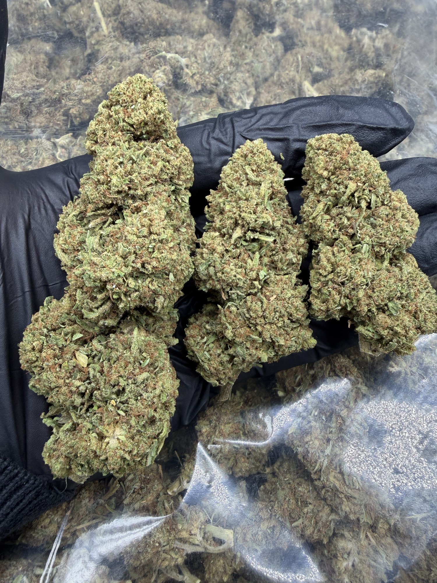 Flores CBD Sugar Cream dulce cremosa tricomas abundantes - COMPAR CBD